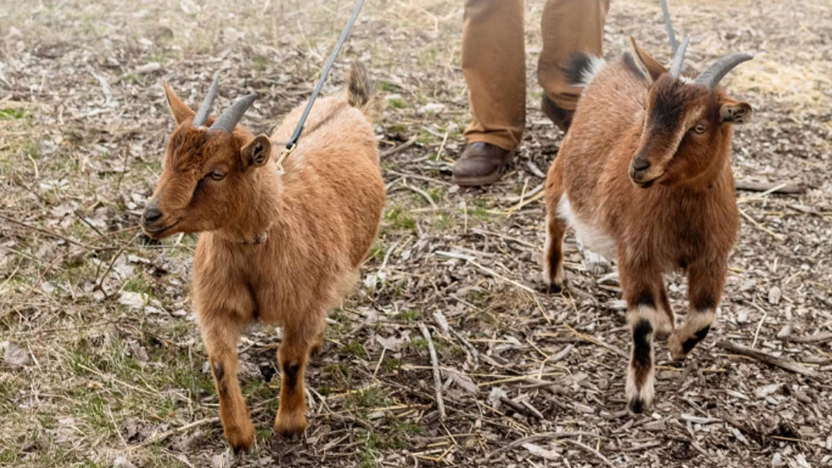 Goat Stroll at Elawa Farm in Lake Forest